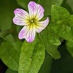 Malcolmia maritima പുഷ്പം