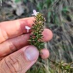 Satureja subspicata Leaf