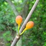 Ficus fraseri Vrucht