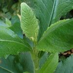 Elephantopus carolinianus Leaf