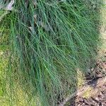 Festuca flavescens Hoja