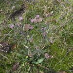 Erigeron acris Habitus