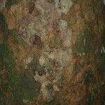 Lecythis idatimon Bark