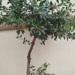 Ilex cornuta 整株植物