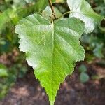 Betula pubescensFulla