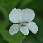 Viola blanda 花