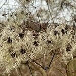 Clematis virginiana Цветок