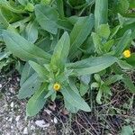 Calendula arvensis Leaf