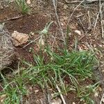 Cyperus niveus Λουλούδι