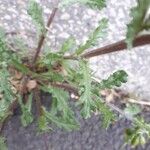 Senecio vulgaris Blad