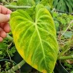 Philodendron verrucosum Blad