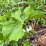 Trillium flexipes 花