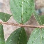 Lagerstroemia speciosaपत्ता