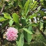 Dais cotinifolia Flower