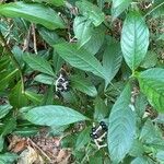 Rauvolfia serpentina Fruit