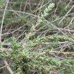 Bassia hyssopifolia 形态