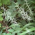 Elymus hystrix Flower