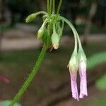 Oxalis debilis Ostatní