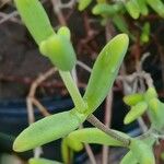 Lampranthus spectabilis Blad