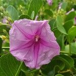 Ipomoea pes-capraeFiore