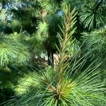 Pinus strobus葉