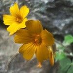Oxalis tuberosa Λουλούδι