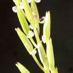 Triglochin bulbosa Fruit