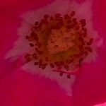 Rosa pendulina Flor