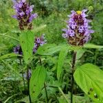 Prunella vulgarisFlower