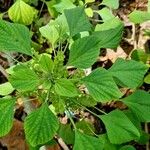 Acalypha indica পাতা