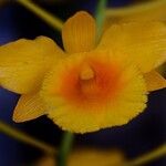 Dendrobium chrysotoxum Flower