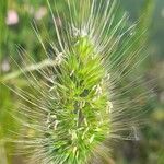 Cynosurus echinatus Flower