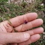 Lathyrus angulatus Flower