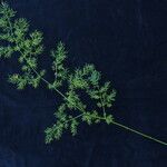 Asparagus filicinus Hábito