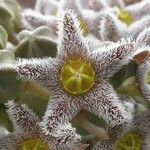 Apteranthes burchardii Flower