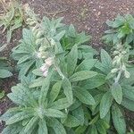 Digitalis minor Otro