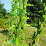 Oenothera glazioviana Фрукт