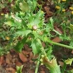 Leucanthemum virgatum 葉