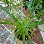 Cyperus alternifolius ഇല