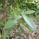 Baccaurea courtallensis Leaf