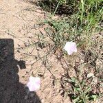 Convolvulus cantabricaKwiat