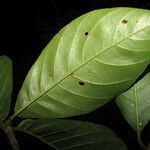 Chimarrhis turbinata Leaf