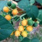 Solanum abutiloides Fruit