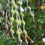 Sophora tomentosa Fruit