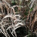 Hordeum vulgare 果實