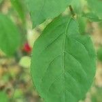 Euonymus verrucosus Leaf