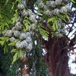 Cupressus torulosa Fruit