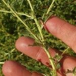 Amaranthus albus Leaf