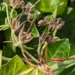 Geranium dissectum 果實