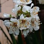 Prunus salicina Flor